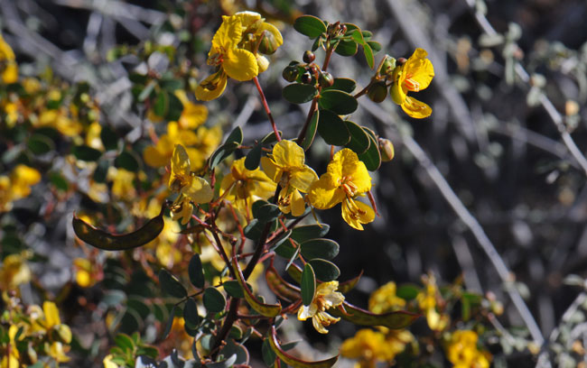 Senna purpusii, Baja California Senna Senna purpusii, Baja California Senna